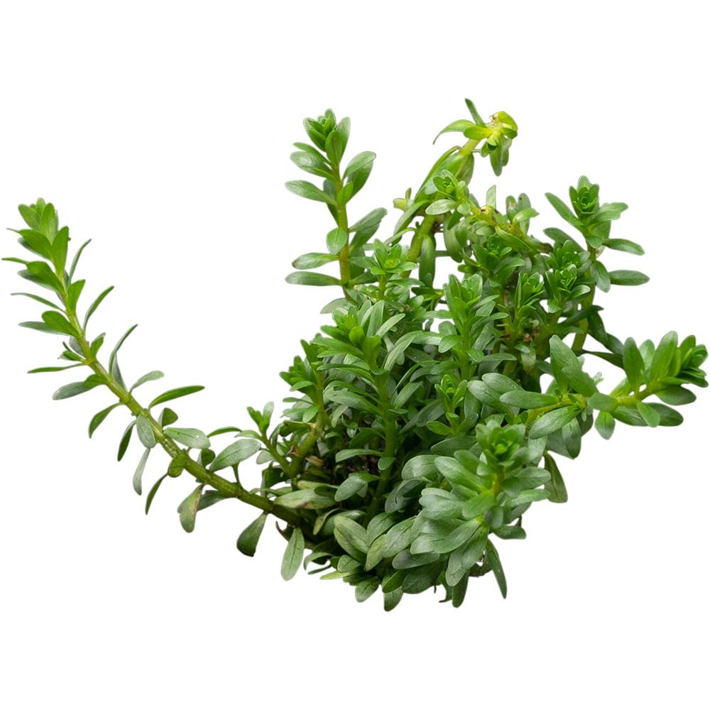 Rotala sp. 'Nanjenshan' ( Boschii )