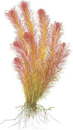 Rotala wallichii