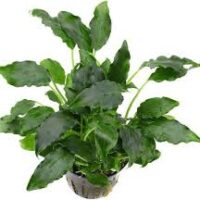 Schismatoglottis prietoi