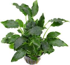 Schismatoglottis prietoi