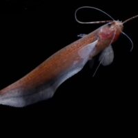 Catfish