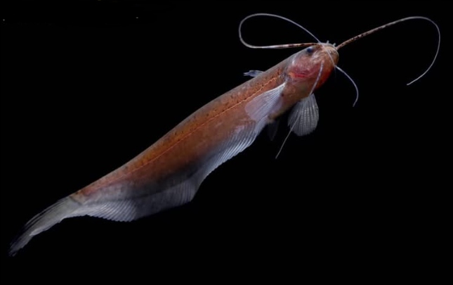 Hasselt's Leaf Catfish (Silurichthys hasseltii)
