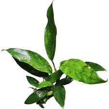 Stoffels Anubias barteri var. glabra 'Variegata'