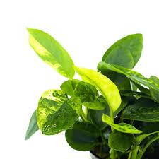 Stoffels Anubias nana marble