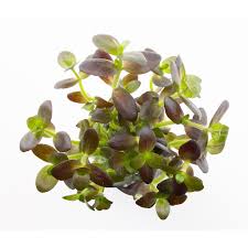 Stoffels Bacopa salzmanii "Purple"