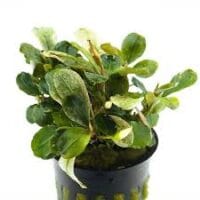 Stoffels Bucephalandra Malawi Pink