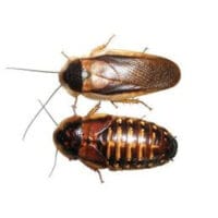 Stoffels Cockroaches (Blaptica dubia) – 10 Pieces