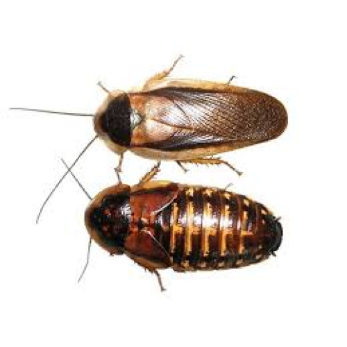 Stoffels Cockroaches (Blaptica dubia) – 10 Pieces