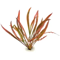 Stoffels Cryptocoryne spiralis Red