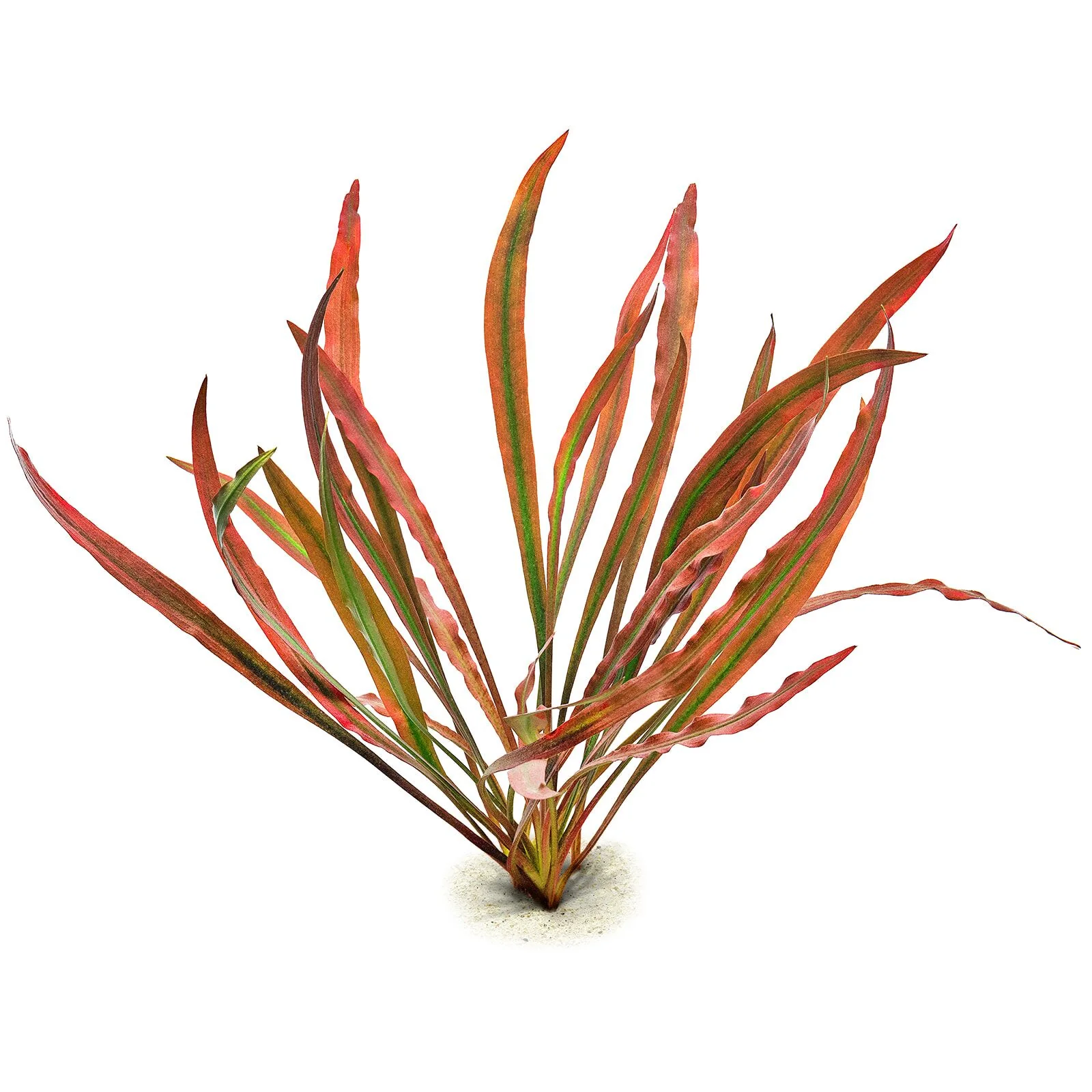 Stoffels Cryptocoryne spiralis Red