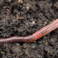 Stoffels Dendrobaena Dew Worms – Size S (30 Pieces)