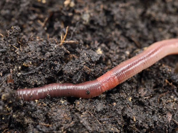 Stoffels Dew Worms (Dendrobeana) – Size M (20 pcs)