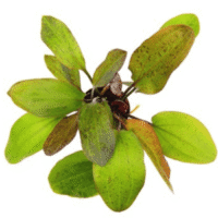 Plants