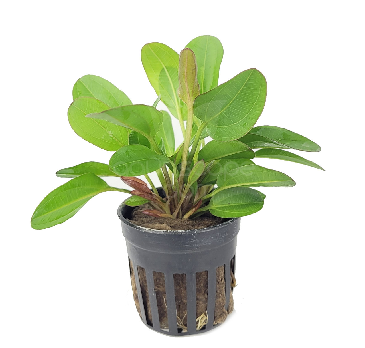 Stoffels Echinodorus 'Little bear'