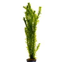 Stoffels Elodea canadensis