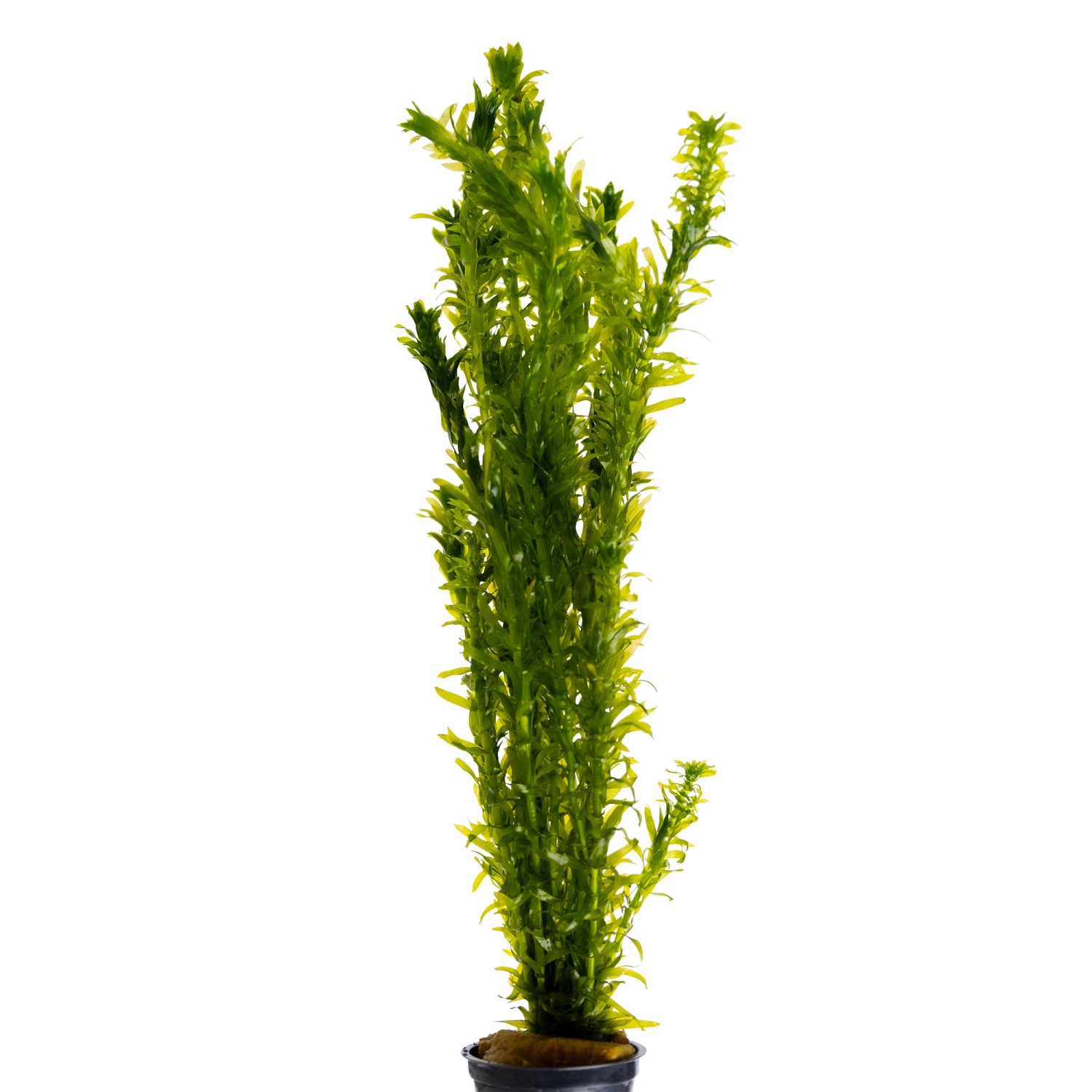 Stoffels Elodea canadensis