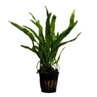 Stoffels Microsorum narrow leaf