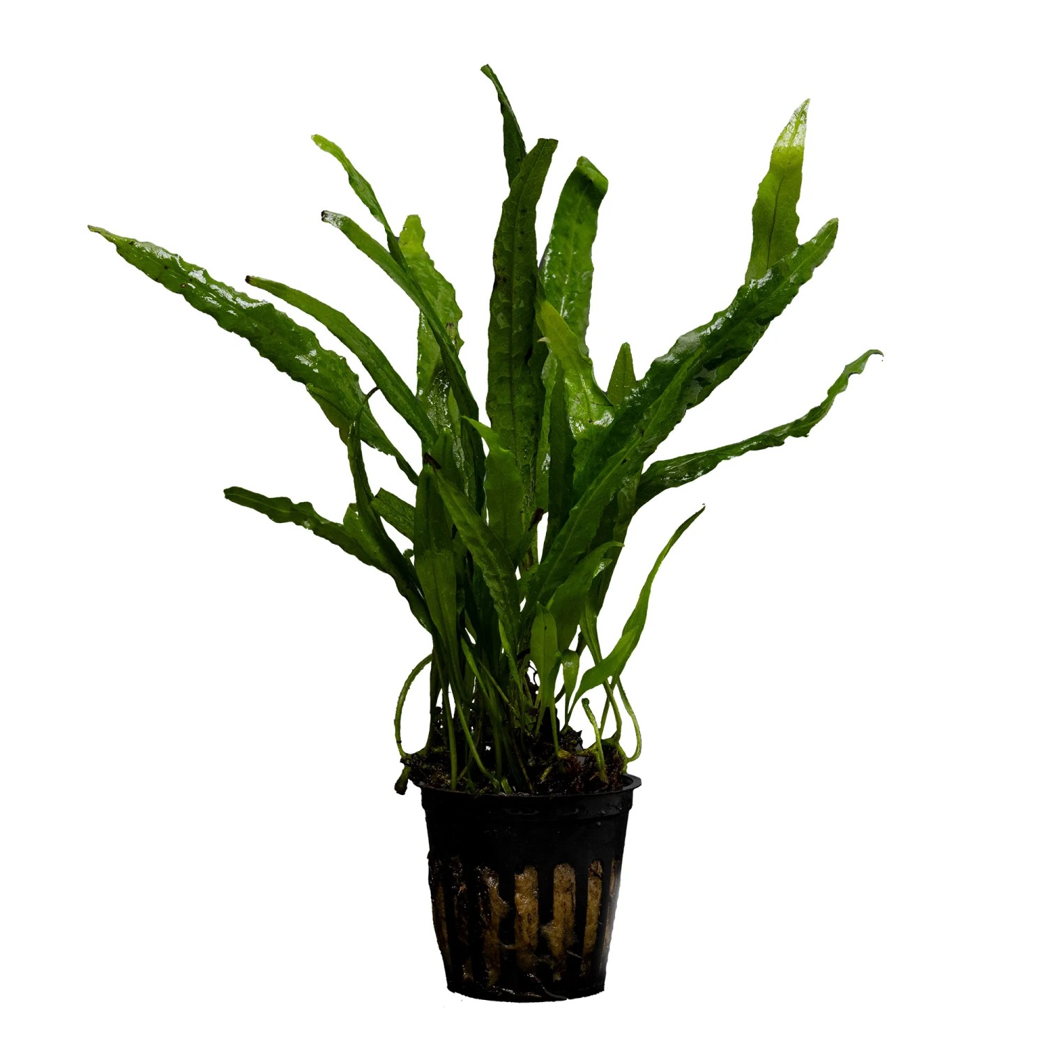 Stoffels Microsorum narrow leaf