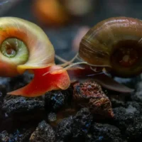 Ramshorn Snails – 90ml Nutrient-Packed Feeder Cultures