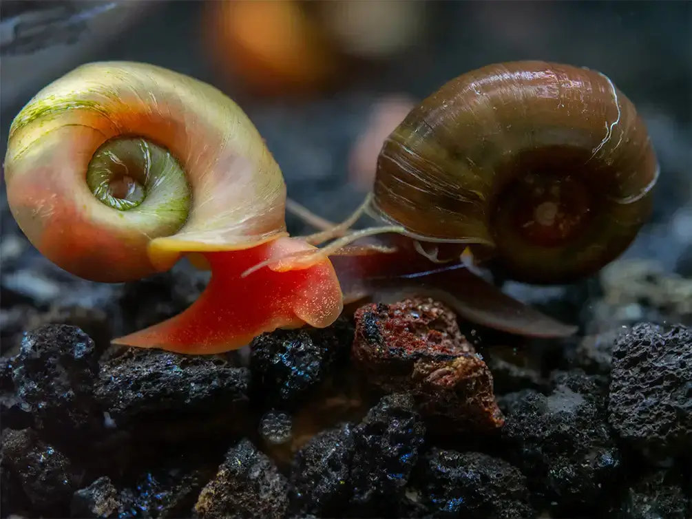 Ramshorn Snails – 90ml Nutrient-Packed Feeder Cultures
