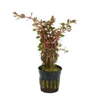 Stoffels Rotala rotundifolia" Blood Red"