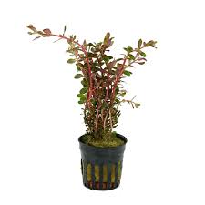 Stoffels Rotala rotundifolia" Blood Red"