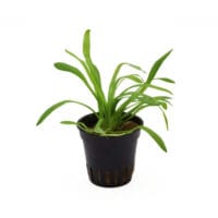Sagittaria teres – Easy Beginner Foreground Plant