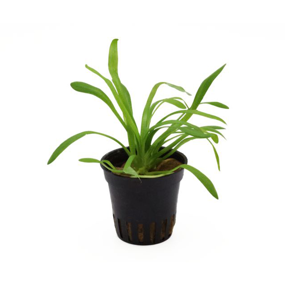 Sagittaria teres