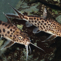 Synodontis lucipinnis (Dwarf Petricola Catfish)