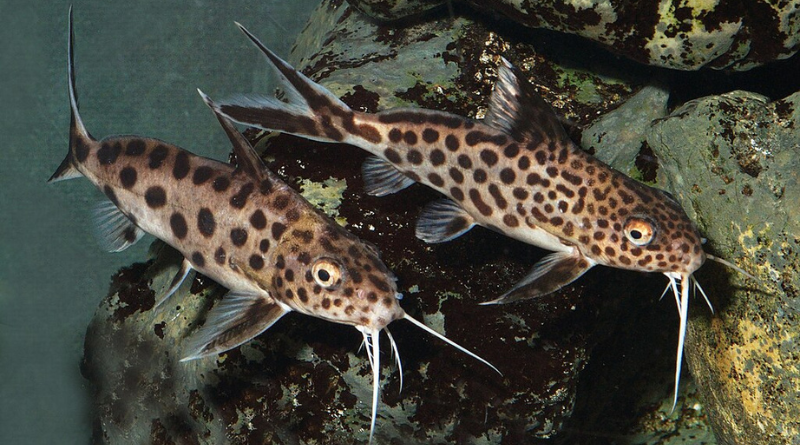 Synodontis lucipinnis (Dwarf Petricola Catfish)