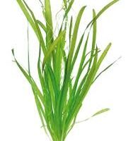 Vallisneria australis ( gigantea )