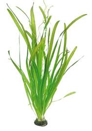 Vallisneria australis ( gigantea )