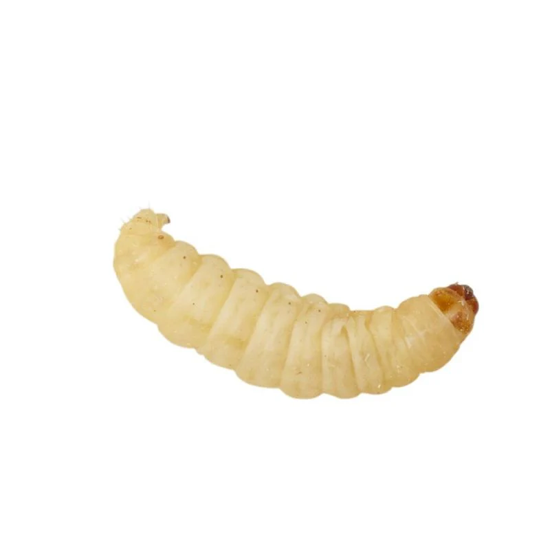 Stoffels Waxmoth Larvae Tub