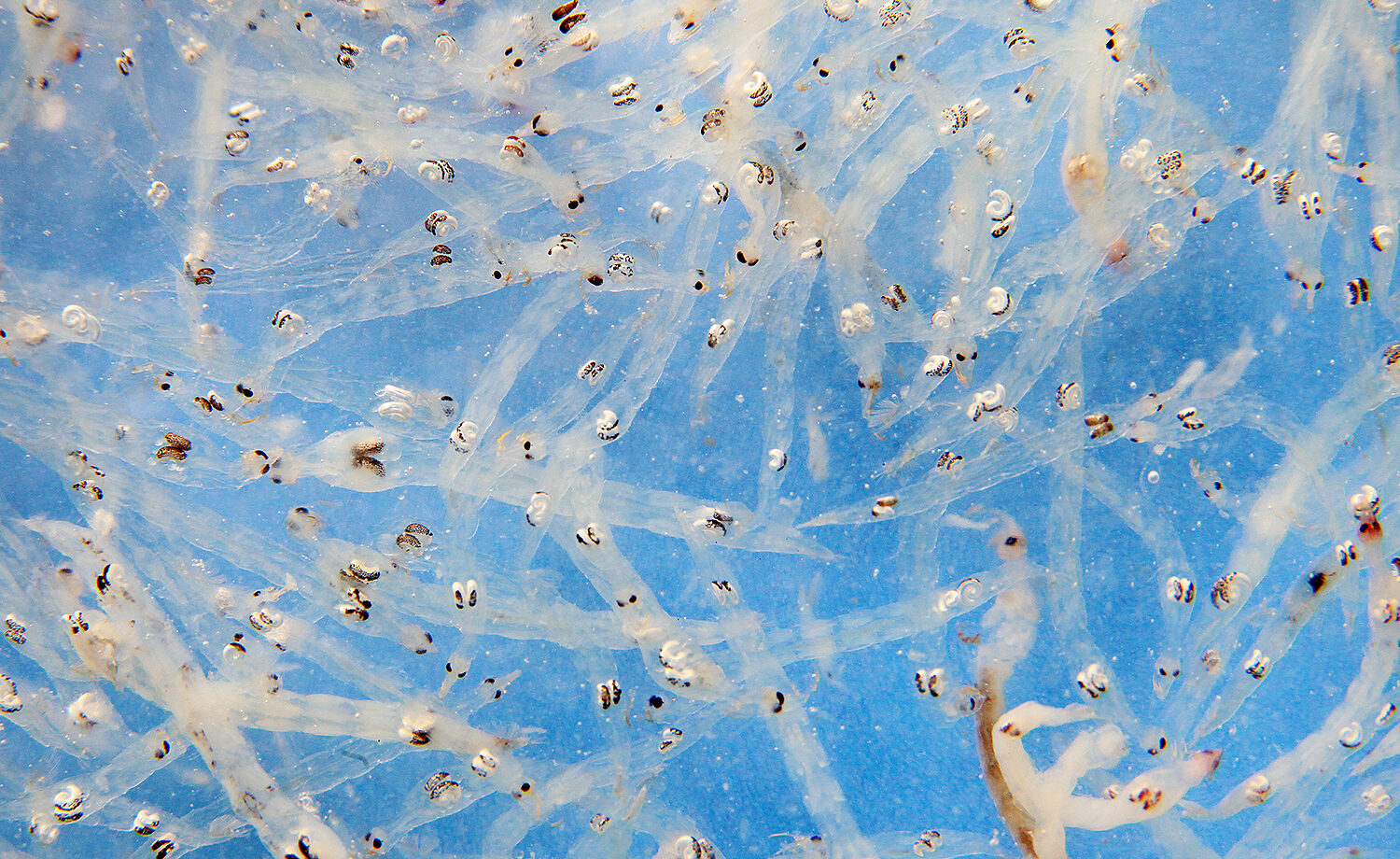 White Mosquito Larvae (Glassworms) – 45ml Nutritious Fresh Feed