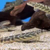 Zodiac Loach (Mesonoemacheilus triangularis)