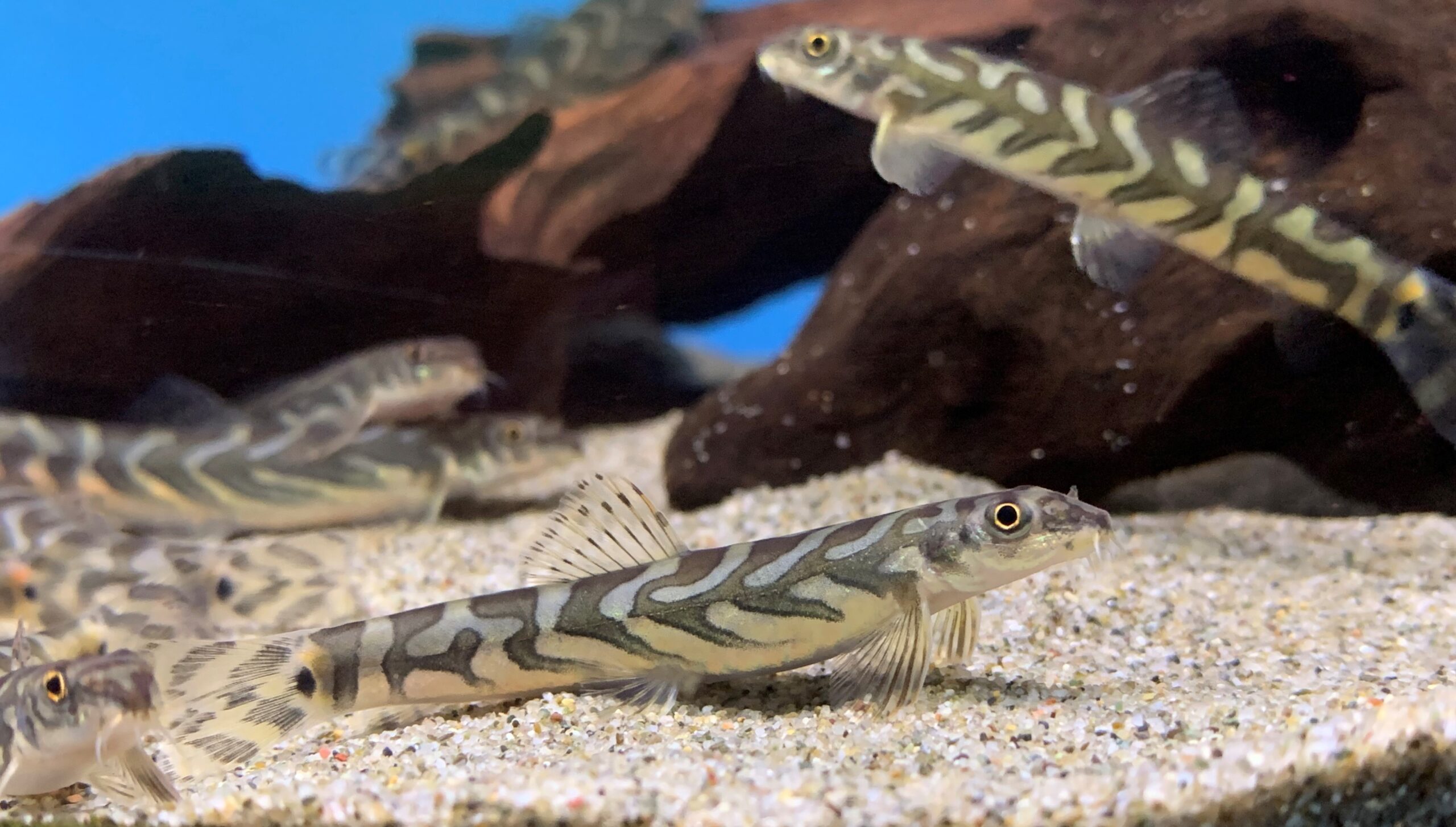Zodiac Loach (Mesonoemacheilus triangularis)