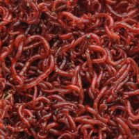 Bloodworms (Red Mosquito Larvae) – 90ml Pack
