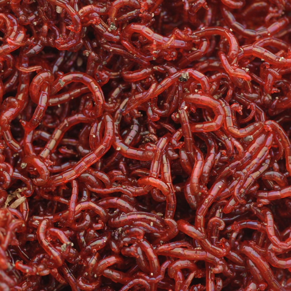Bloodworms (Red Mosquito Larvae) – 45ml Pack
