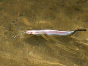 Natural swimming posture near the water surface.