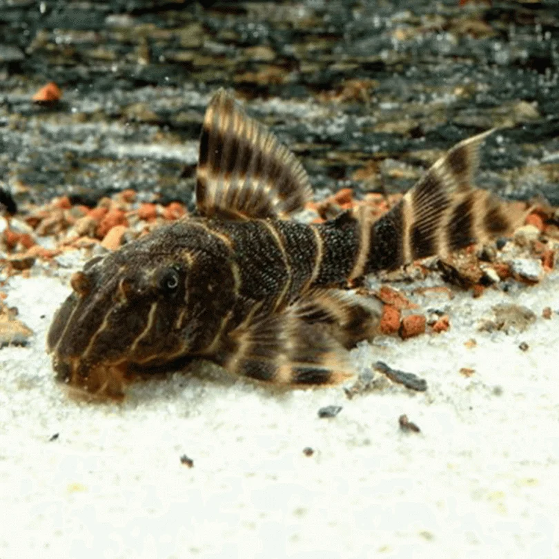 Clown Pleco (Peckoltia vittata)