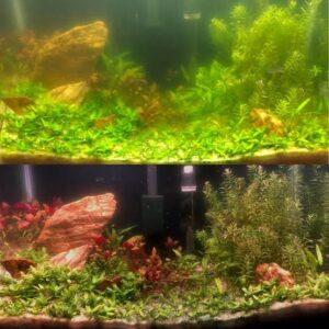 Daphnia actively consume suspended green algae, helping naturally clear up green aquarium water.. Source: Reddit