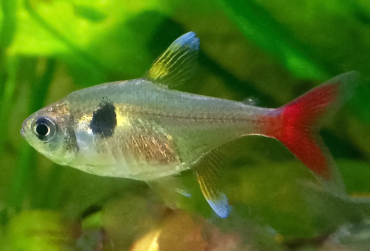 Yellow Phantom Tetra (Hyphessobrycon roseus)