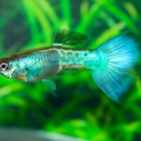 Blue Sapphire Guppy (Poecilia reticulata)