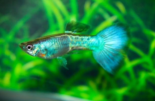 Blue Sapphire Guppy (Poecilia reticulata)
