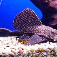 Sailfin Pleco (Pterygoplichthys gibbiceps)