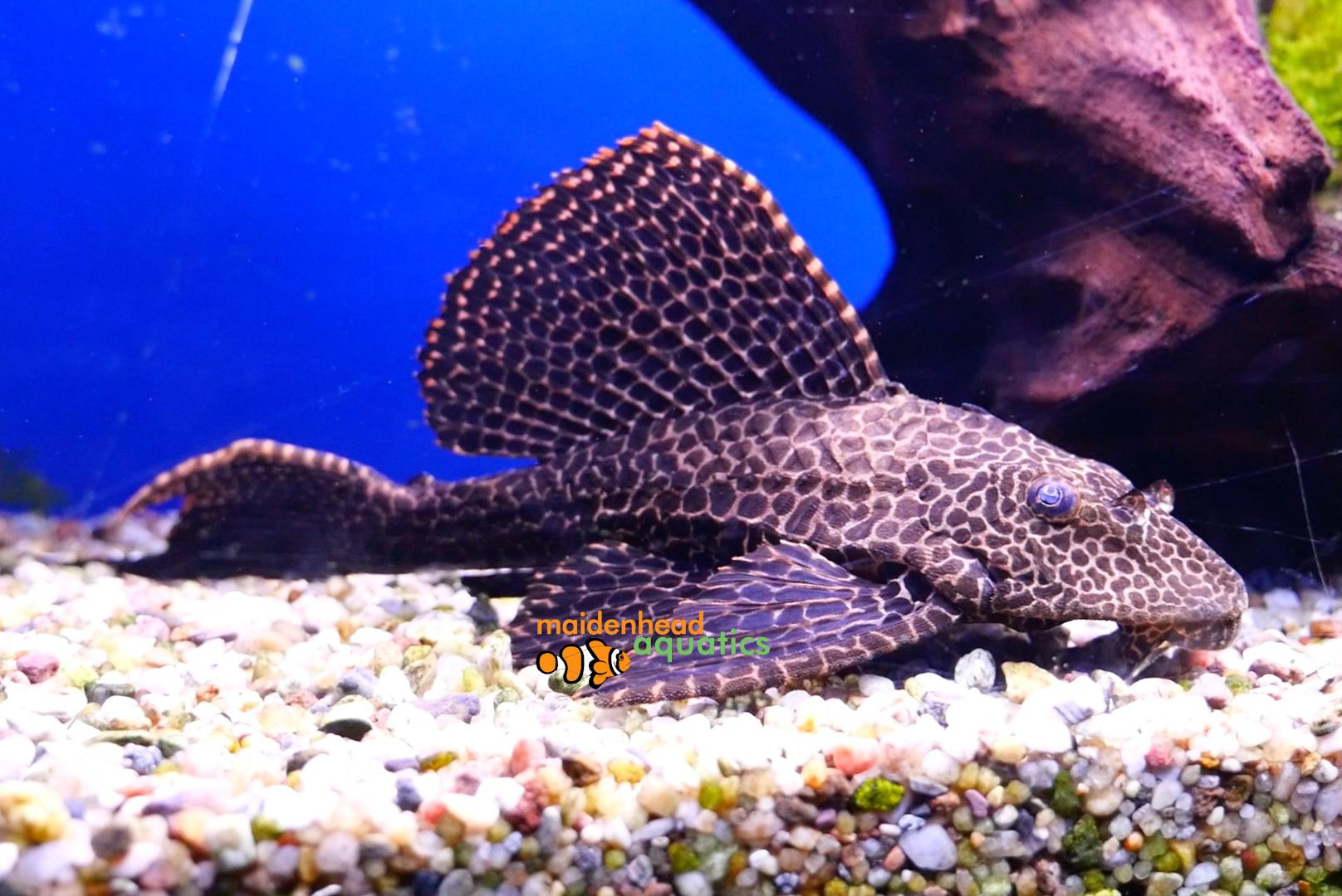 Sailfin Pleco (Pterygoplichthys gibbiceps)