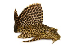 The iconic honeycomb pattern and massive dorsal sail of Pterygoplichthys gibbiceps..
