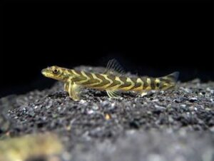 An active, diurnal bottom dweller that brings life to the lower levels of your tank..