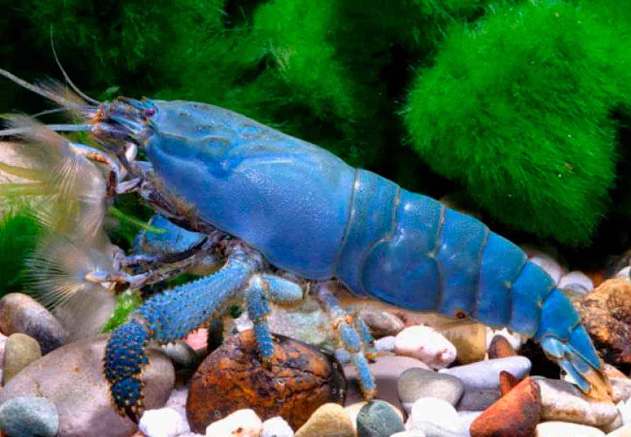 Vampire Shrimp (Atya gabonensis)