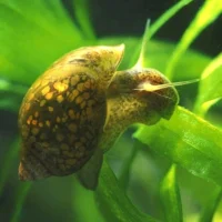 Bladder Snails (90ml) – Natural Live Fish Food